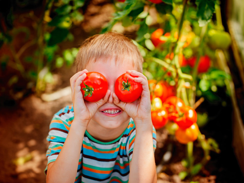 Boy Holding Tomatoes 